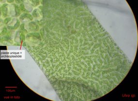 ulva sp.